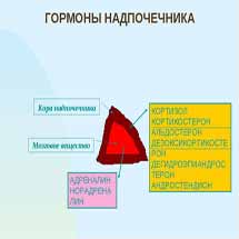 Строение и виды гормонов коры надпочечников