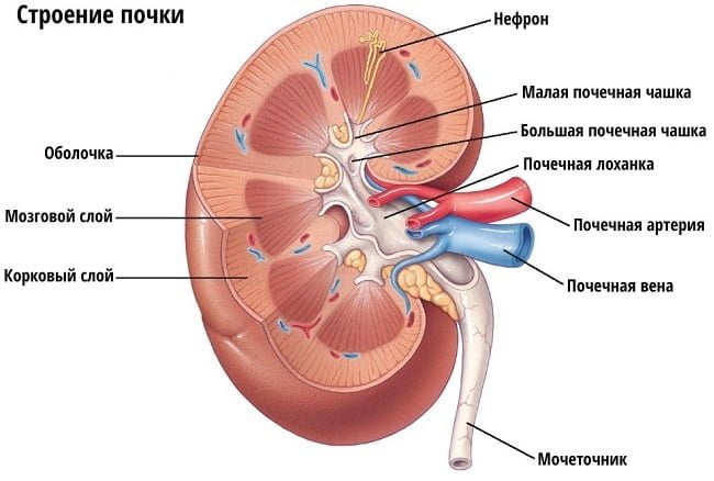 строение почки